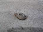 sandfrog.jpg (56kb)