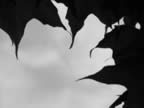 skyleaf.jpg (19kb)