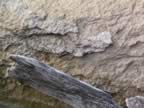 woodrock.jpg (103kb)